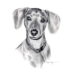 a black and white drawing of a dachshund dog looking at the camera