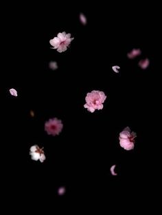 pink flowers floating in the air on a black background