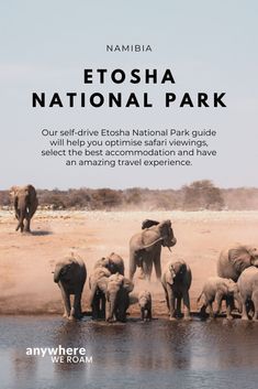 the cover of namibia's etosha national park, with elephants drinking water