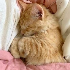 an orange cat laying on top of a pink blanket