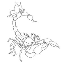 a drawing of a scorpion on a white background