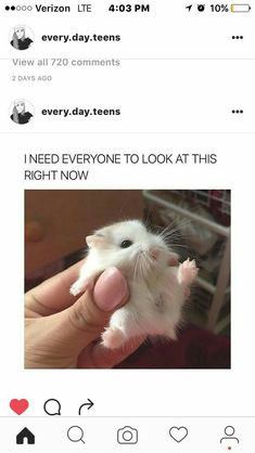 someone holding a hamster in their hand with the caption'i need everyone to look at this right now '