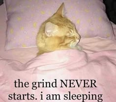 an orange cat sleeping on top of a pink blanket with the caption, the grind never starts i am sleeping