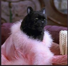 a black cat is sitting in a pink blanket