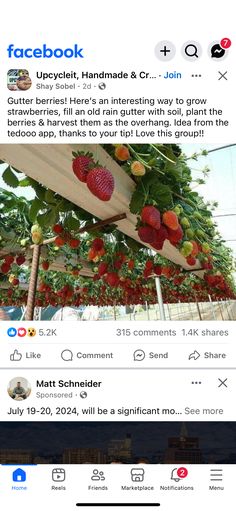 the facebook page is showing an image of strawberries hanging from a tree with leaves