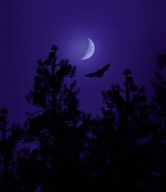 two bats flying in front of the moon and tree tops at night time with purple hues