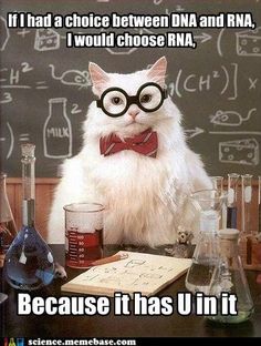 a white cat wearing glasses and bow tie sitting in front of a blackboard with chemical symbols