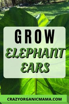 the words grow elephant ears are in front of a green leafy area with trees and grass