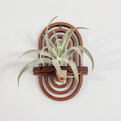 an air plant sitting on top of a wooden wall mounted shelf next to a white wall