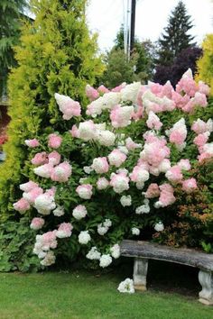 pink and white flowers are blooming next to a bench