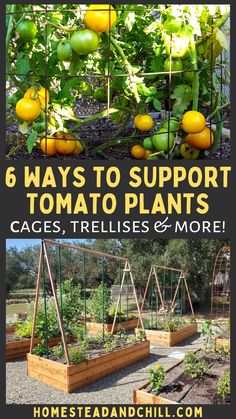 several different types of garden plants with the words 6 ways to support tomato plants cages, trelliss & more