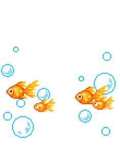 two goldfish swimming in an aquarium with bubbles