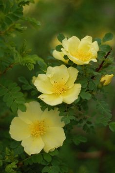 yellow flowers with green leaves in the background