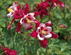 red and white flowers with green leaves in the background