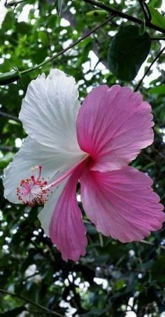 a pink and white flower with green leaves in the background