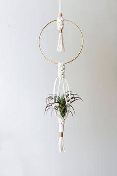 an air plant hanging from a hoop with two plants in it and some white cords