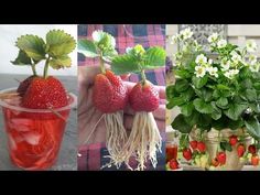 four different pictures with strawberries, flowers and plants in vases on the table