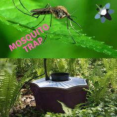 mosquito trap in the middle of green plants and flowers with text that reads mosquito trap