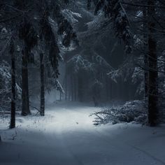 a black and white photo of snow covered trees in the woods at night with fog