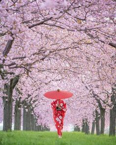 a woman in a red kimono holding an umbrella under cherry trees with pink blossoms