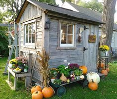 an outhouse with pumpkins and gourds in the yard