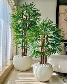 two potted plants sitting on top of a table in front of a window next to a couch