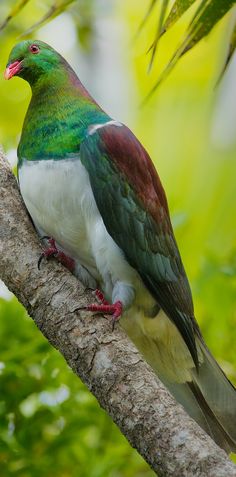 a colorful bird perched on top of a tree branch