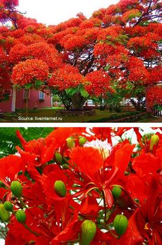 red flowers are blooming in the trees