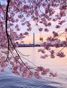 the washington monument is seen through cherry blossoms