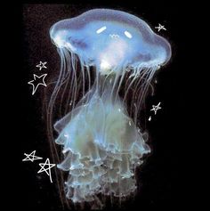 an image of a jellyfish with stars on it's back and its head in the water