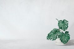 a potted plant with green leaves on a white table against a plain wall background