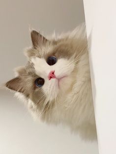 a white and gray cat with blue eyes peeking out from behind a wall