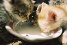 two kittens are drinking water from a bowl