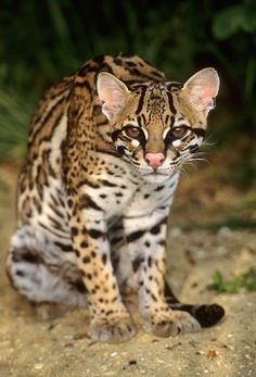 a close up of a small cat on a dirt ground