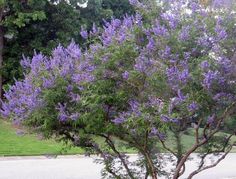 a tree with purple flowers in the middle of a street