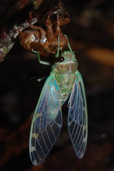 a green and blue insect hanging from a tree branch