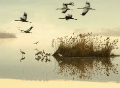 a flock of birds flying over a body of water next to tall grass and reeds