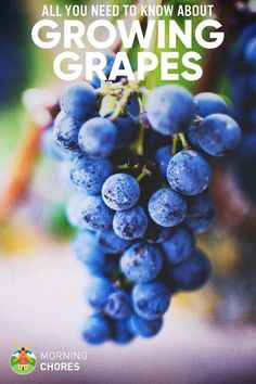 a bunch of grapes hanging from the side of a tree with text that reads, all you need to know about growing grapes