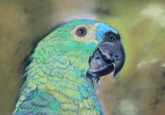 a pastel drawing of a green and blue parrot