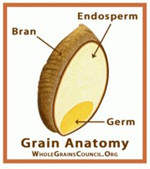 the endosperm and grain anatomy