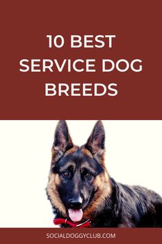 a german shepherd dog with the words 10 best service dog breeds