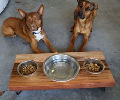 two dogs sitting next to each other in front of their food bowls