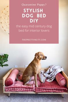 pretty diy dog bed with tan dog sitting on it. Blush pillows and plush cushions and boho decor. Diy Bed For Dog, Dog Bed At End Of Master Bed, Dog Bed Solutions, Diy Upholstered Dog Bed, Diy Cozy Dog Bed, Great Dane Bed Diy, Dog Bed Set Up, Dog Pillow Diy, Dog Bed Area Ideas