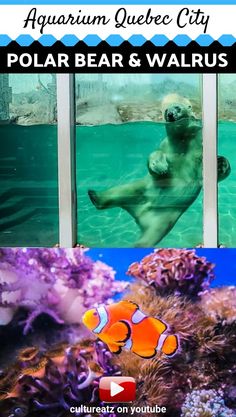 an aquarium with two pictures of polar bear and walrus in the water, one is swimming