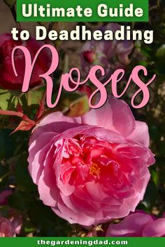 a pink rose with the words ultimate guide to deadheading roses