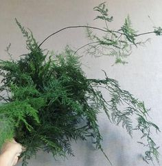 Plumosa Fern, Floral Spray Paint, Flower Moxie, Fern Wedding, Fresh Wedding Flowers, Wedding Greenery, Tree Fern, Seeded Eucalyptus, Diy Wedding Flowers