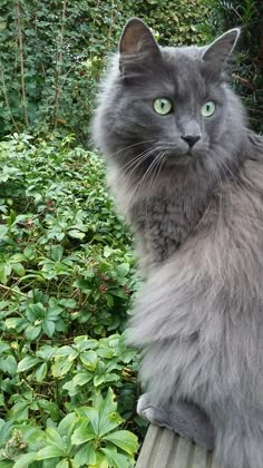 a gray cat sitting on top of a wooden bench in front of green bushes and shrubbery