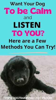 a black dog laying on top of a carpet with the words, want your dog to be calm and listen to you? here are a few method