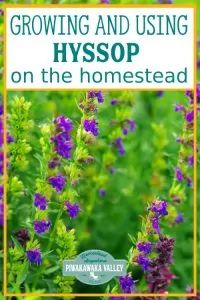 growing and using hyssop on the homestead