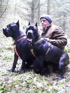 a man kneeling next to two dogs in the woods